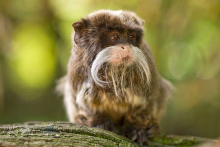 cute emperor tamarin (Saguinus imperator)の写真素材