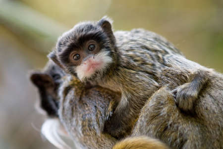 cute  emperor tamarin (Saguinus imperator)の写真素材