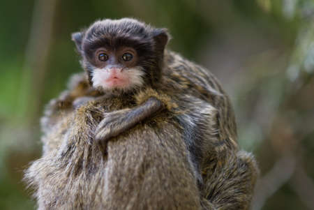 cute  emperor tamarin (Saguinus imperator)の写真素材