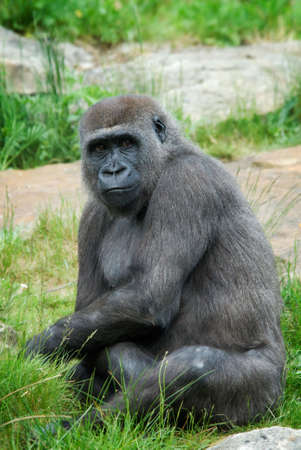 close up of a big female gorilla