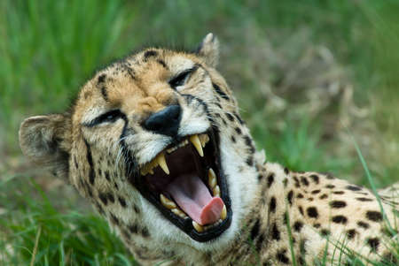 close-up of a beautiful cheetah (Acinonyx jubatus)の写真素材