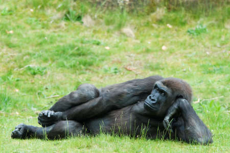 close up of a big female gorilla