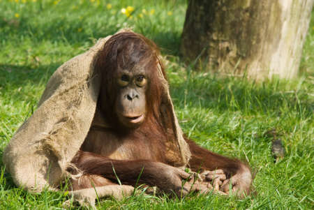 cute  orangutan playing on the grass