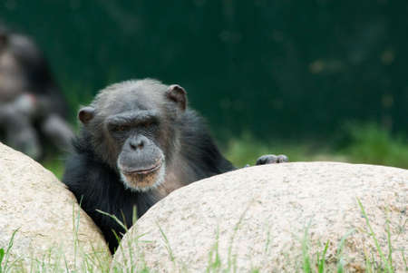 close-up of a cute chimpanzee (Pan troglodytes)