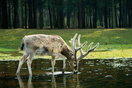 close-up of a beautiful deer in the forestの写真素材