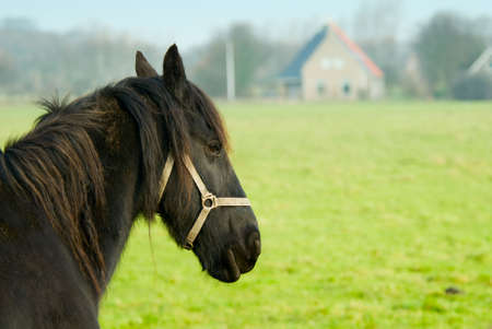 Beautiful horse in spring on farmlandの写真素材