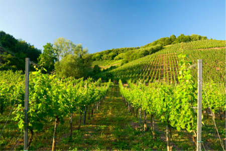 vineyards along the mosel river in germanyの写真素材