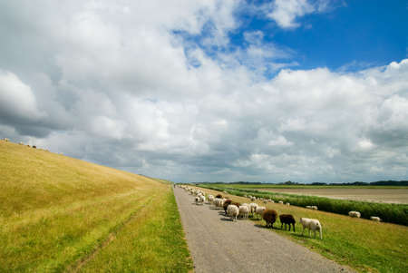 lots of sheep on the road in Friesland, The Netherlandsの写真素材