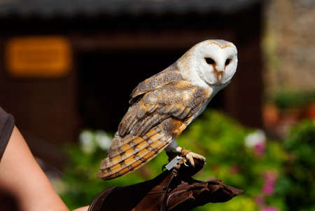 close-up of a beautiful barn owl (Tyto alba) on the glove of a falconerの写真素材
