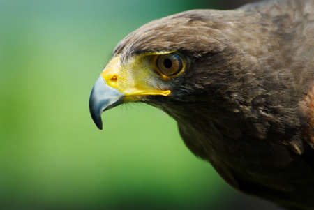 close-up of a steppe eagle (Aquila nipalensis)の写真素材