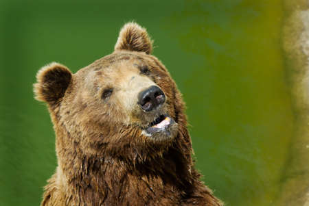close-up of a big brown bear の写真素材