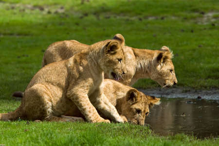 lion cubs going for a drink の写真素材