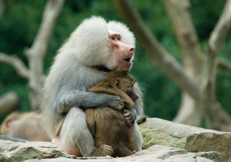 two baboon monkeys in  