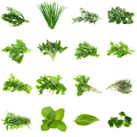 Collection of fresh herbs, isolated on white. XXL file. Please see individual images in my galleryの写真素材
