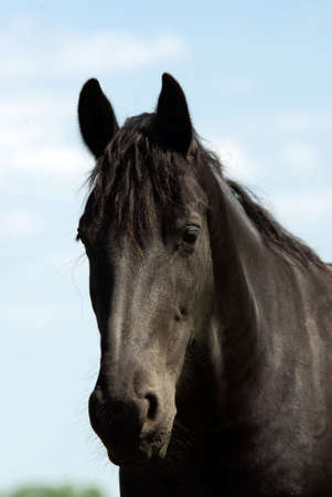 portrait of a beatiful black horseの写真素材