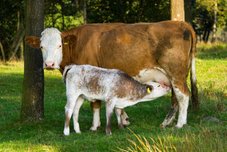 mother and  cow in autumnの写真素材