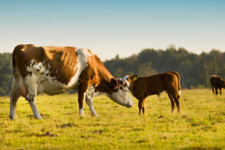 mother and  cow in autumnの写真素材