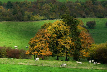 beautiful autumn country landscape in belgium (Ardennes)の写真素材