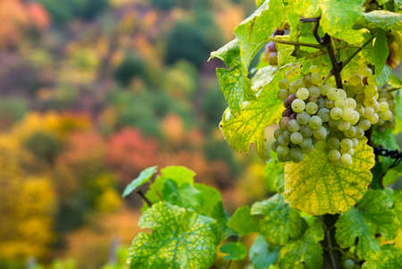 close up of a bunch of grapes in autumn ( mosel region germany)