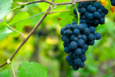 close up of a bunch of grapes in autumn ( mosel region germany)