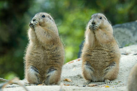 close-up of cute prairie dogsの写真素材