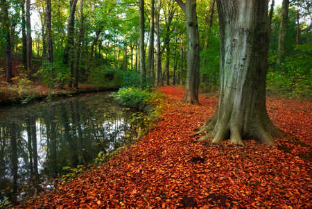 autumn colors in the forestの写真素材