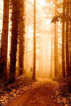 autumn colors in the forestの写真素材