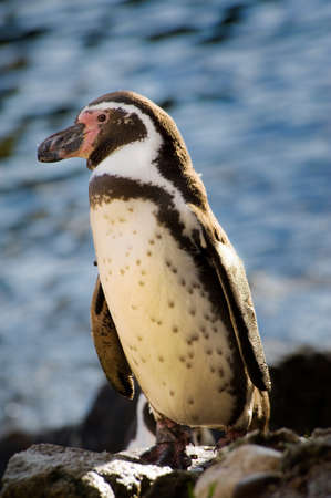 cute penguin against blue waterの写真素材