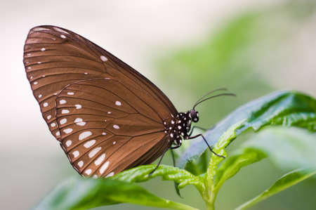 closeup of a beautiful butterflyの写真素材