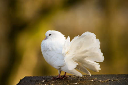 beautiful white pigeon and a brown backgroundの写真素材