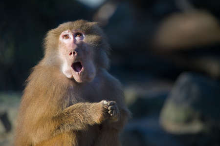 a funny baboon monkey looking surprisedの写真素材