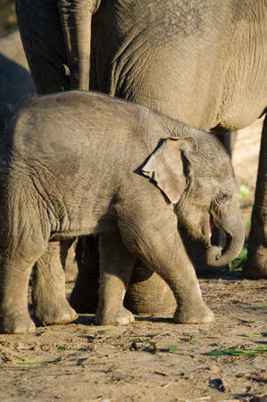 cute baby elephant in front of motherの写真素材