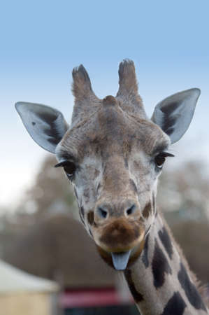 cute giraffe sticking tongue out to the cameraの写真素材