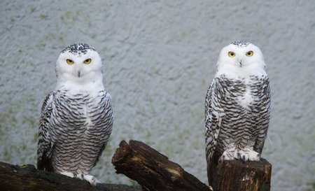 portrait of two beautiful snow owls (Bubo scandiacus) の写真素材