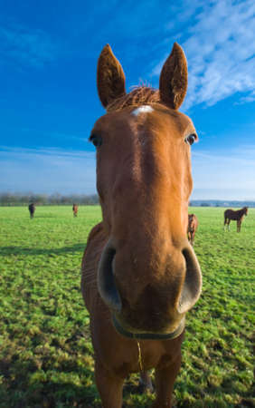 close-up of a horse on farmlandの写真素材