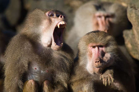 baboon monkeys showing its teethの写真素材