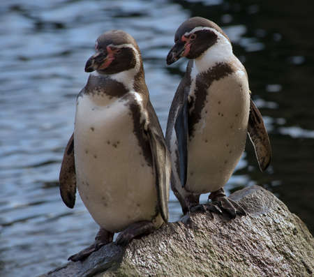 close-up of two cute penguins の写真素材