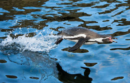 close-up of a penguin jumping out of waterの写真素材