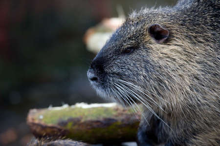 closeup of a coypu, also named nutria native to South Americaの写真素材