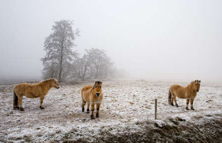 three horses on a cold winter dayの写真素材