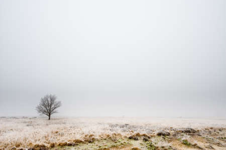 winter tree heathland in Drenthe, The Netherlandsの写真素材
