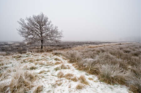 winter tree heathland in Drenthe, The Netherlandsの写真素材