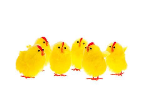 yellow easter chicks in a meeting isolated on a white background