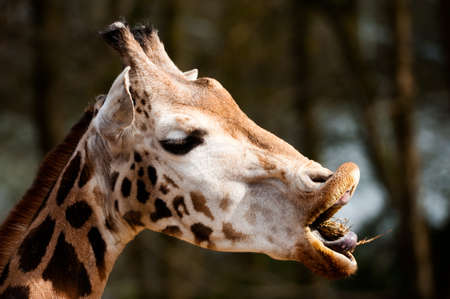 close-up of a giraffeの写真素材