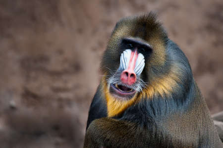 close-up of a colorful mandrill ((Mandrillus sphinx)の写真素材