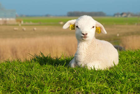 cute lamb in spring, The Netherlandsの写真素材