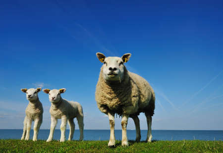 cute lambs and mother sheep in spring, The Netherlandsの写真素材