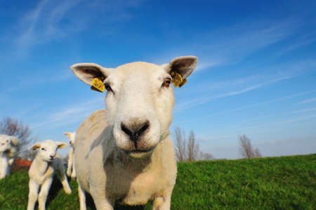 cute lambs and mother sheep in spring, The Netherlandsの写真素材