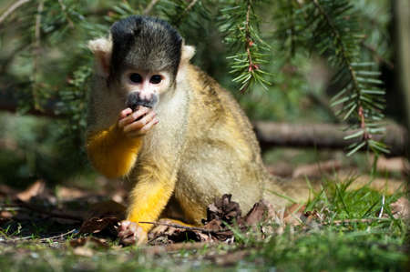 cute squirrel monkey (Saimiri) subfamily: saimiriinaeの写真素材