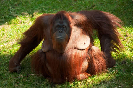 big orangutan on the grass
